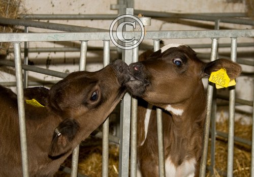 Calf Feeding Time 5 DM0285